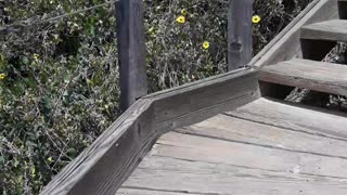 Up the Steps at Crystal Cove Beach