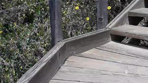 Up the Steps at Crystal Cove Beach