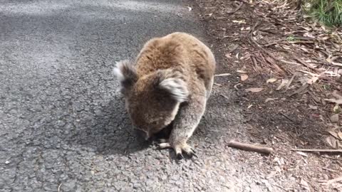 Meeting a funny koala on the road in Australia