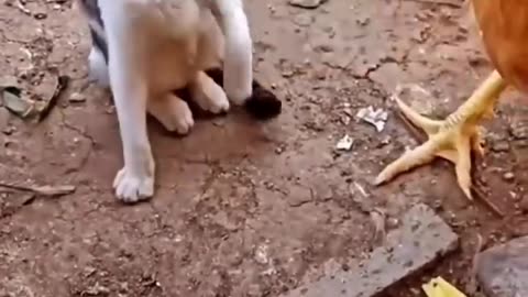 Cat vs chicken funny video 2023