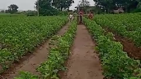 INDIAN farmer animal with work