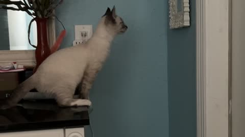 Cat Makes Big Leap into Mirror