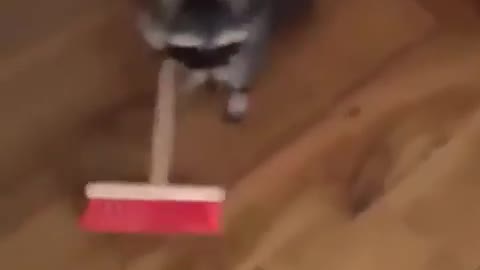 Raccoon funny sweeping