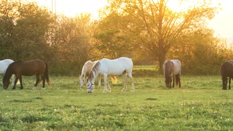 10 MINUTES of BEAUTIFUL FALL HORSES | BEST Relax Music, Meditation, Stress Relief, Calm | TVM