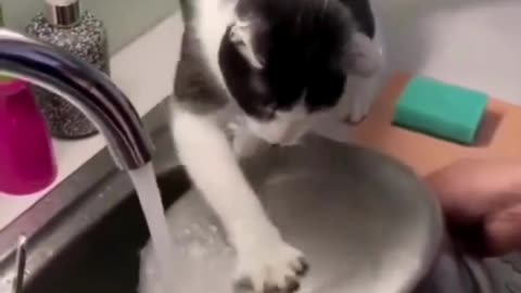 Cat "Helping" with the Dishes! 🐱🧼🍽️