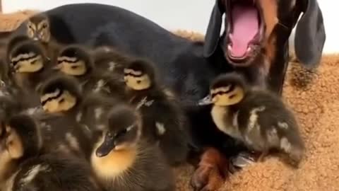 Doge With CUTE Duck Chick