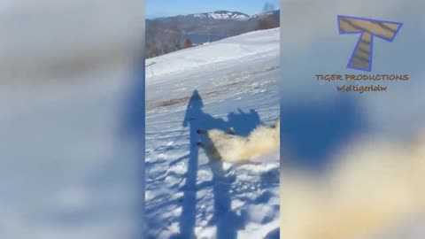 FUNNIEST DOGS in SNOW COMPILATION - Haven't seen better yet! Enjoy