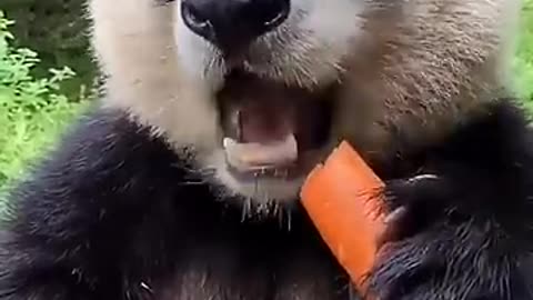 Cute panda eating a carrot