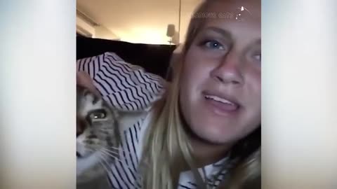 Cats attacking their owner