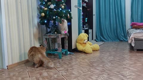 Big Fluffy Cat Playing with Laser light