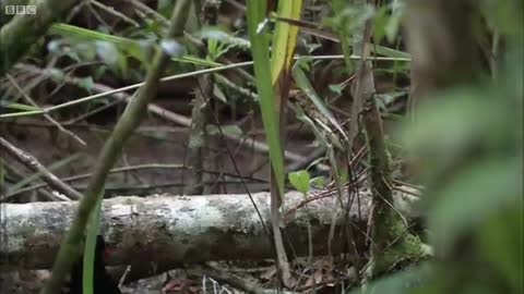 Bird Of Paradise Courtship Spectacle | Planet Earth | BBC Earth