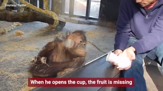 Magician has an orangutan in splits