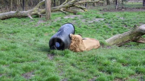 UNBELIEVABLE Lion gets stuck with its head in a feeding-barrel!