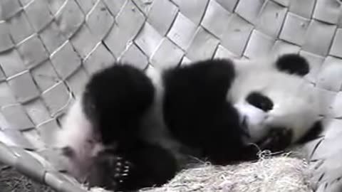 THE CUTEST BABY PANDA #2