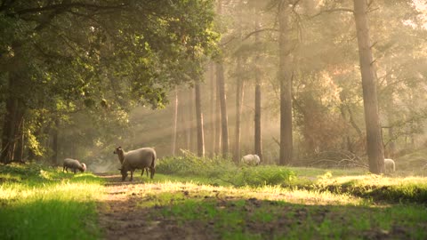 sheep eating grass