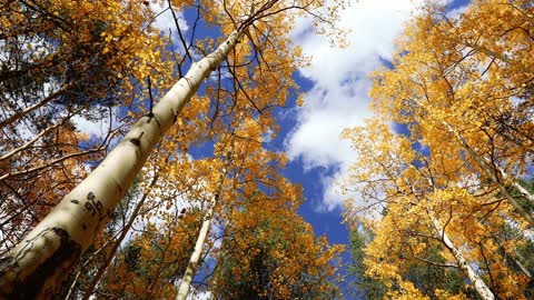 Pestle woods of the sky