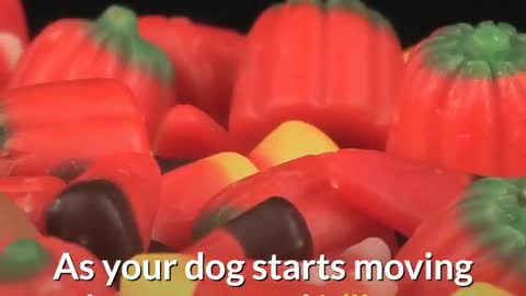 Top 10 DIY Dog Games!