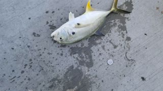 Fishing for Jack Crevalle schools