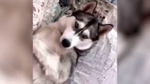 Funny animals cat's and dogs video 😂