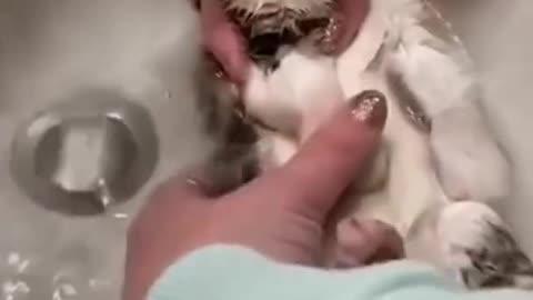 Cute cat takes a bath���� _CUTE_