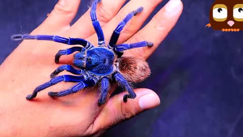 All my friendly Tarantulas