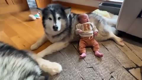 Newborn Baby Has Bodyguard! They Met And It Was Love At First Sight! (Cutest Ever!!)