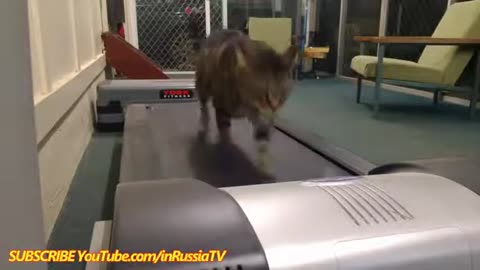 FUNNY VIDEOS: Funny Cats - Funny Fails - Funny Animals