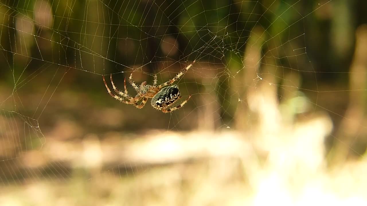 Spider Web Nature Arachnid Scary Hairy Animals