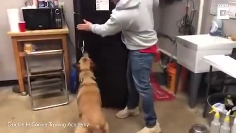 Dog Isn't Good At Being A Service Dog