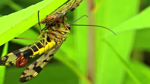 Common scorpion fly feeding / Very beautiful insect feeding / Fly with scorpion sting.