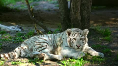 White Tiger And Her Cub Laying On The Grass