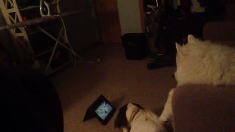 Dogs Love Watching 'Airbud' Movie