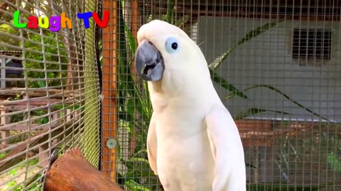 Super Funny parrots compilation #5