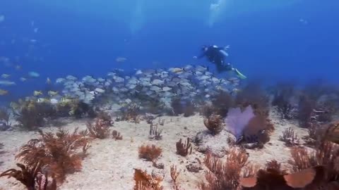 The most beautiful coral reefs and undersea creature on earth