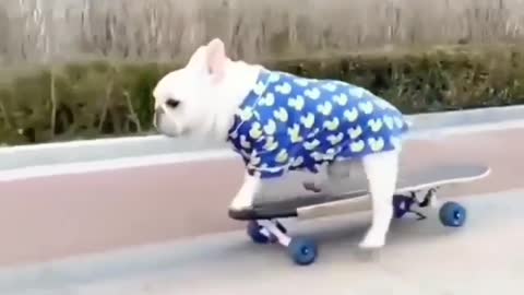 English Bulldog Puppy Riding a Skateboard