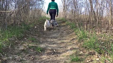 funny reaction dog with hisowner.