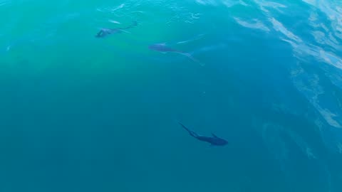 Feeding Sharks