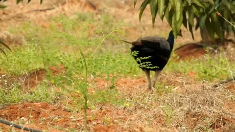 beautiful peacock videos.#1