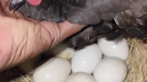 Black Hen Harvesting Eggs #hen #animal