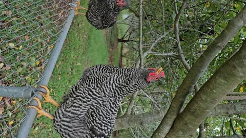 My Chickens Live in Trees