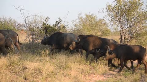 Wild South Africa - Balule Game Reserve Video Trailer - Full Video Premiers Sunday 30th Oct #shorts