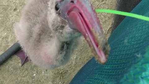 Orphaned flamingo chicks outside