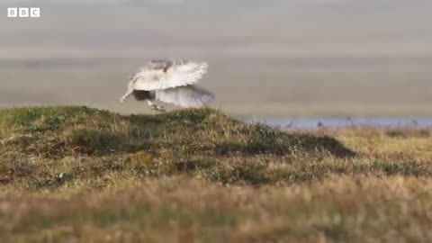 Fluffy Owl Chicks Learn to Fly | Frozen Planet II | BBC Earth