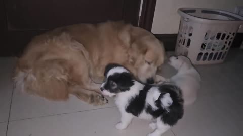 Pups pester their Golden Retriever brod w kisses