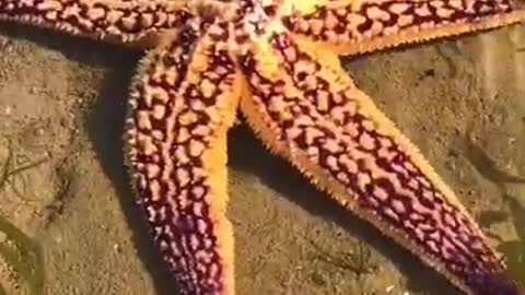 Amazing viral fishing sea star video