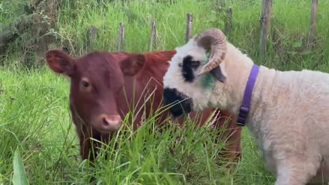 Calf demands sheep friends be returned to his paddock