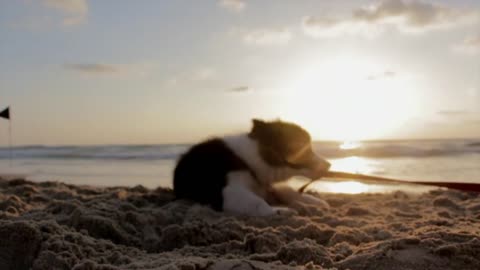 Puppy Dog playing with Sand in Beech Sunset