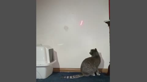 Tabby Cat Jumps At Laser Light