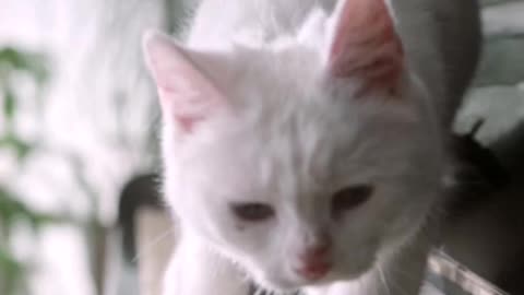 Adorable Cat Plays Piano Like a Pro: You Won't Believe Your Eyes!