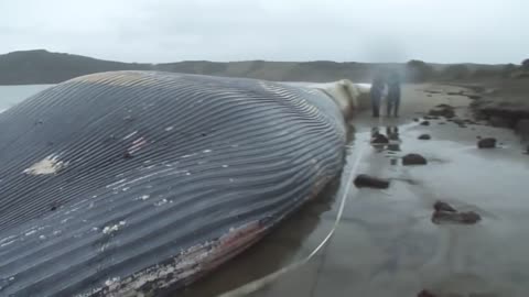 ballena azul varada en el sur de chile